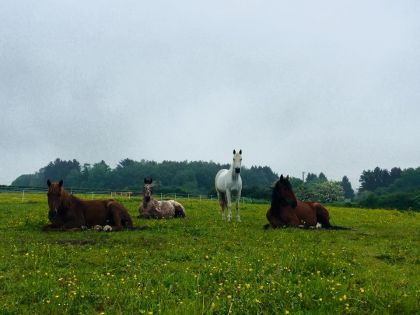 vakantiehuis met paardrijden in Durbuy Ardennen